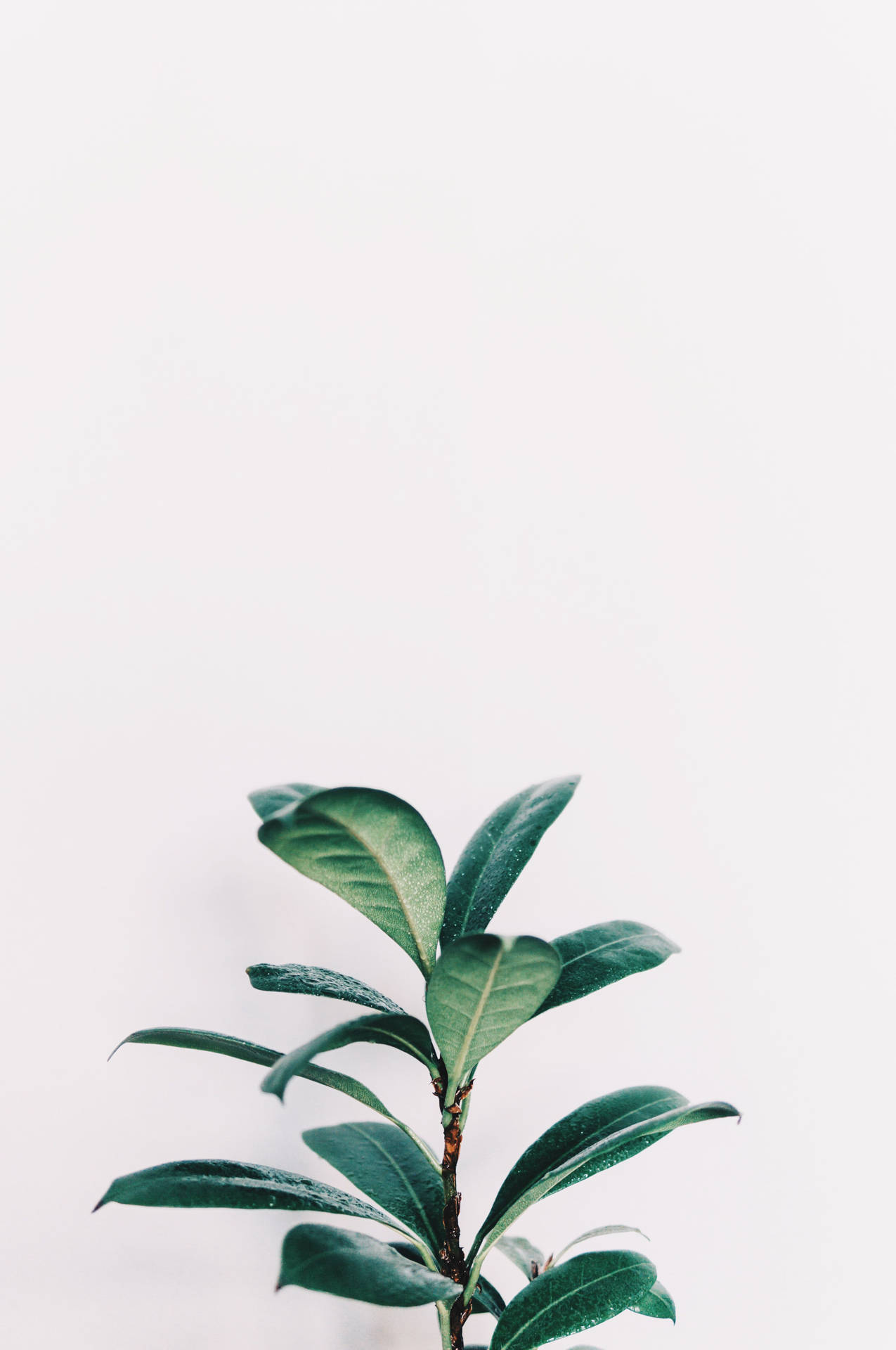 White Aesthetic Iphone Green Leaves Wallpaper
