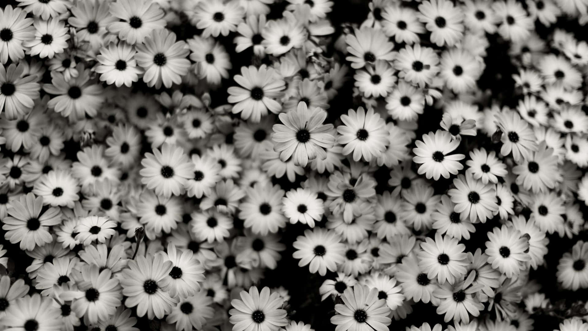 Black And White Photo Of A Bunch Of Flowers Wallpaper