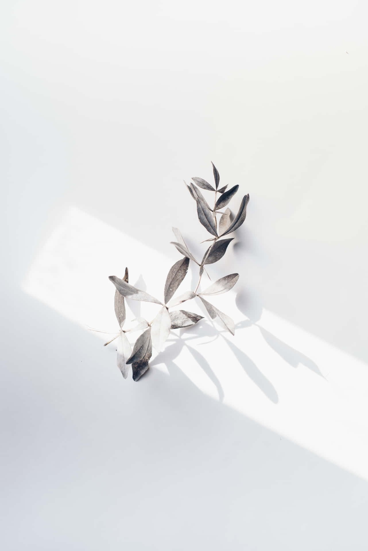 Et sølvblad sidder på en hvid overflade. Wallpaper