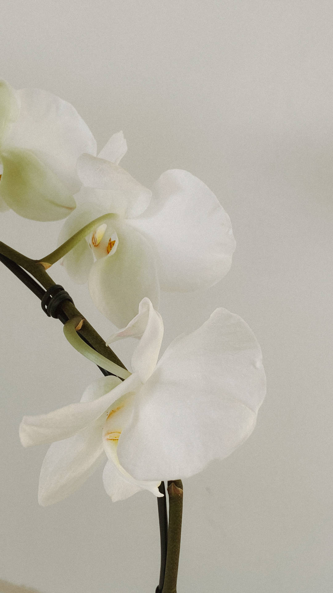 White Aesthetic Orchid Wallpaper