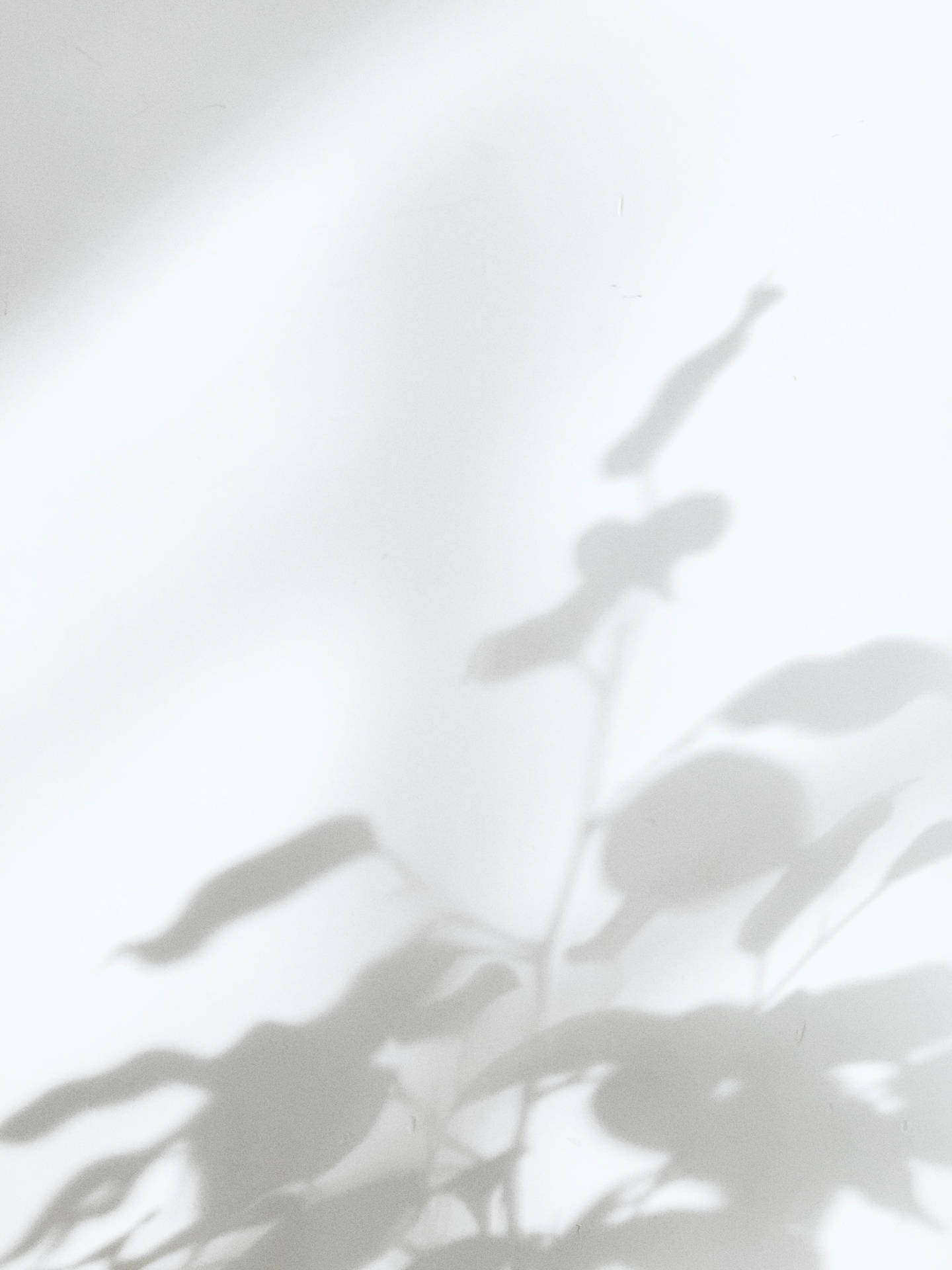 White Aesthetic Plant Shadow