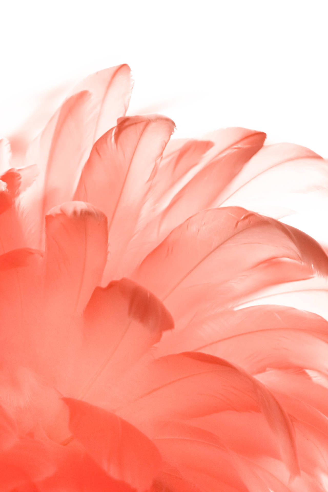 White Aesthetic Red Feathers Wallpaper