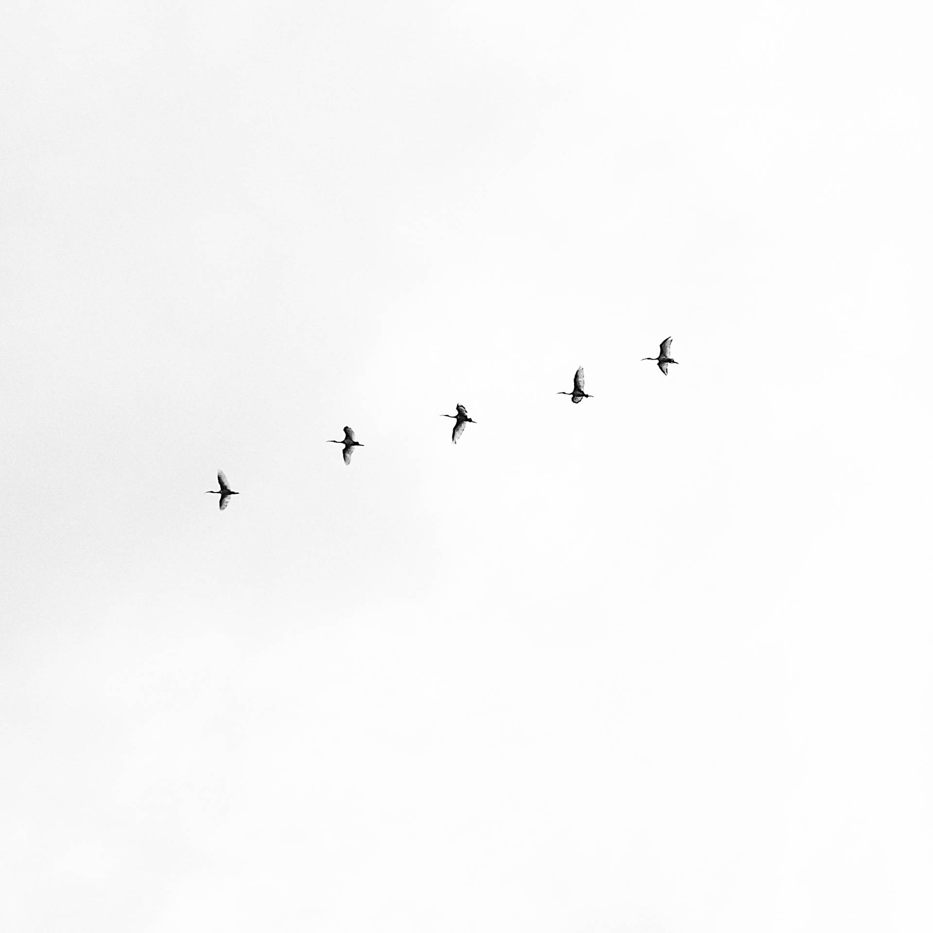 White Aesthetic Sky With Birds Picture