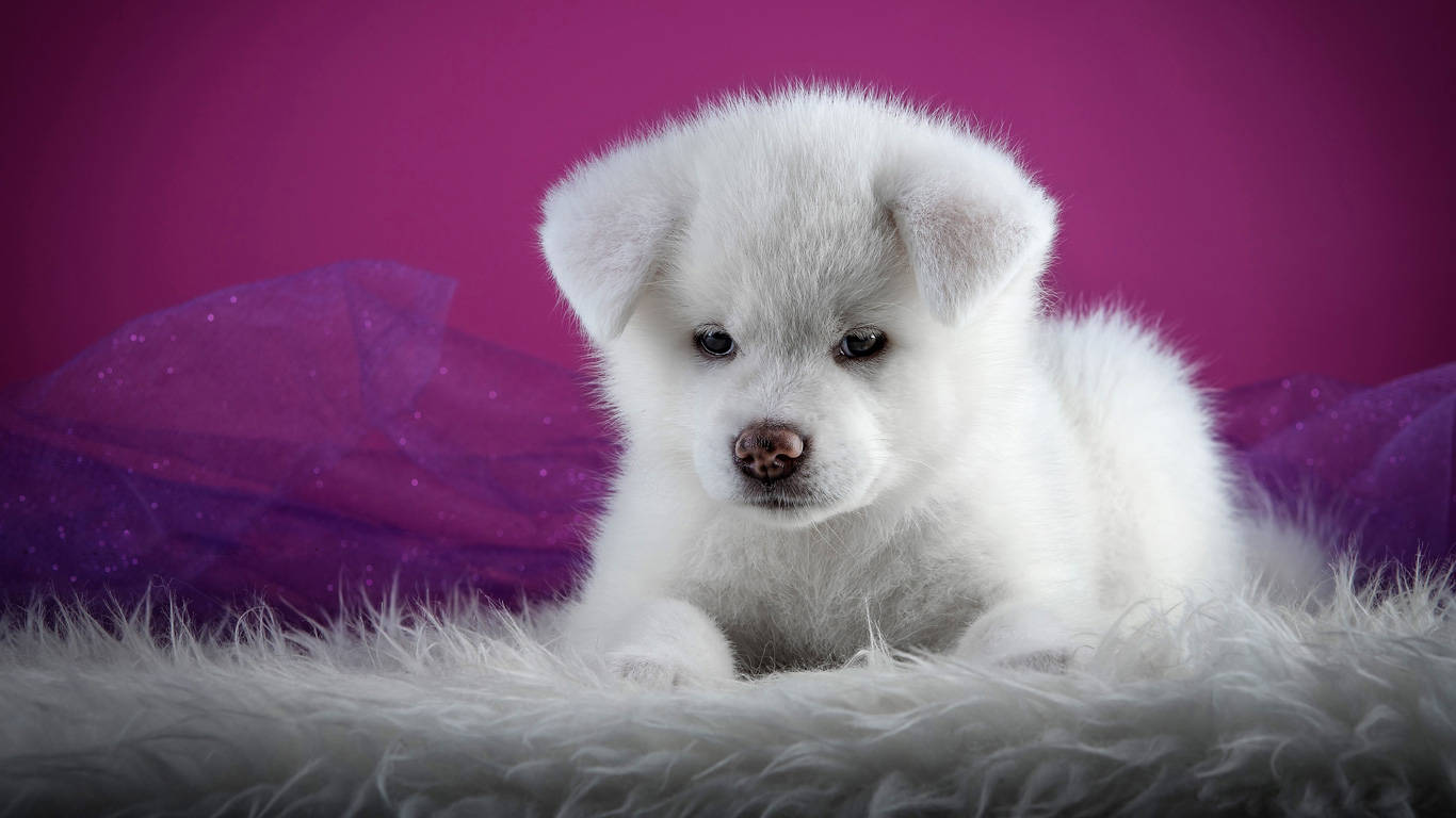 White Akita Puppy Dog In Purple Background