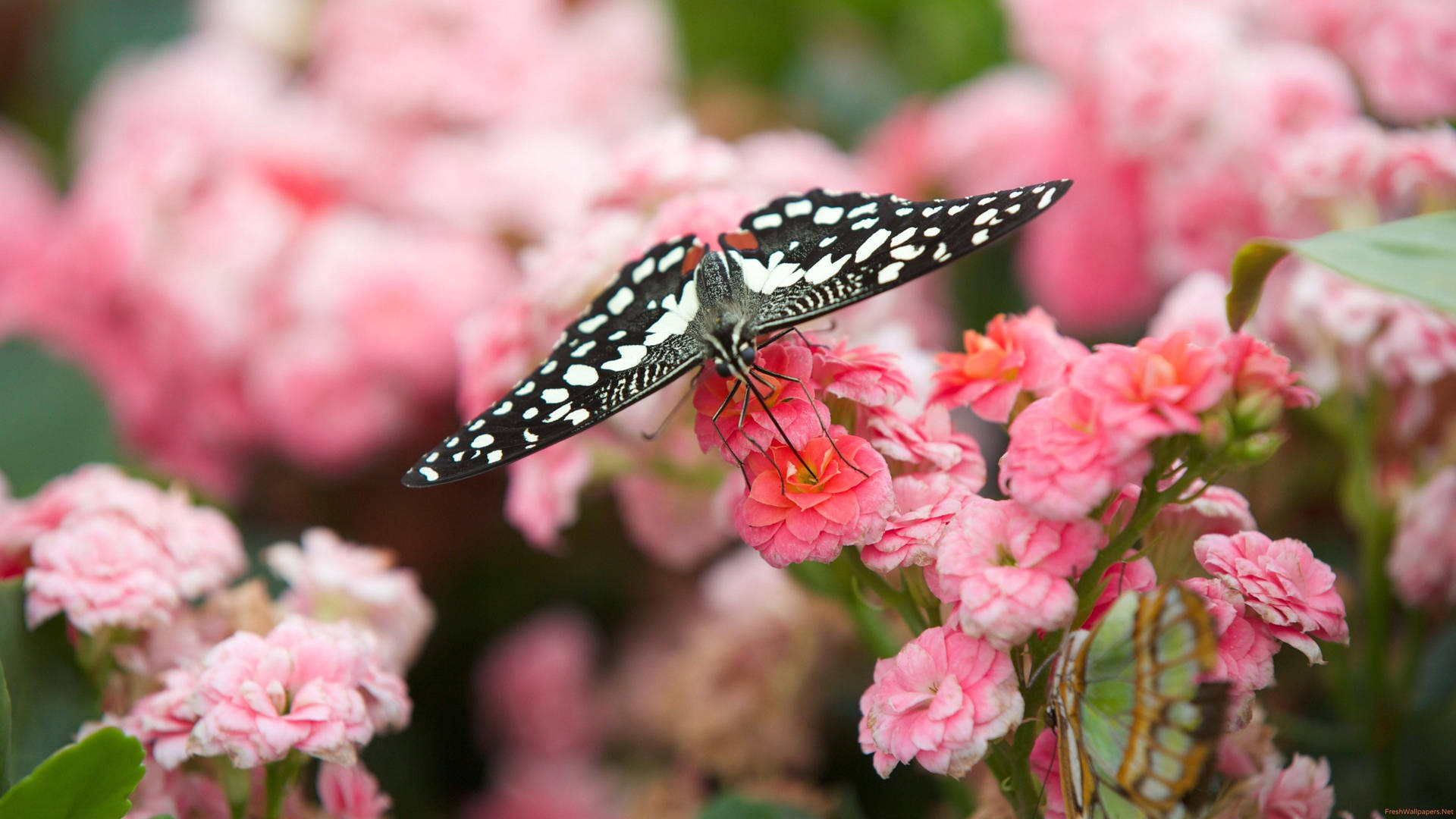 White And Black Butterfly Pink Flowers Wallpaper