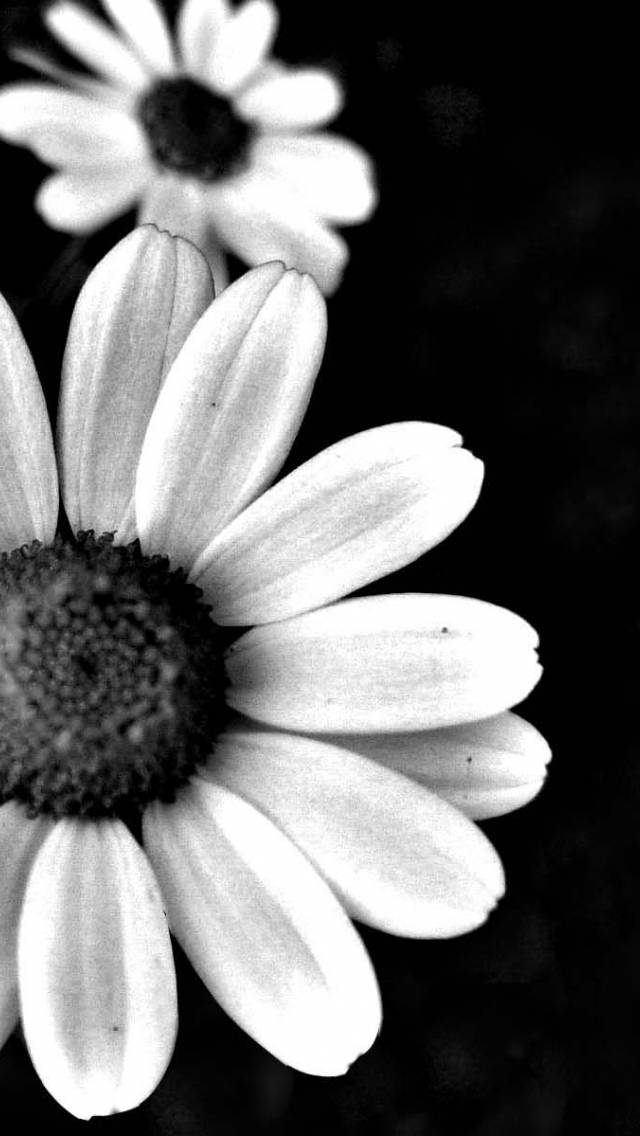 White And Black Dark Floral
