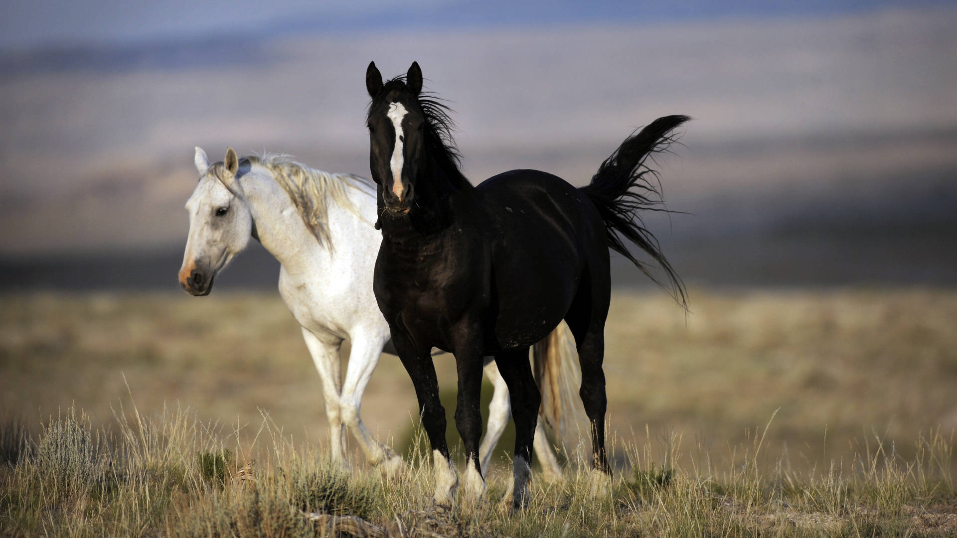 Download White And Black Horses Wallpaper | Wallpapers.Com