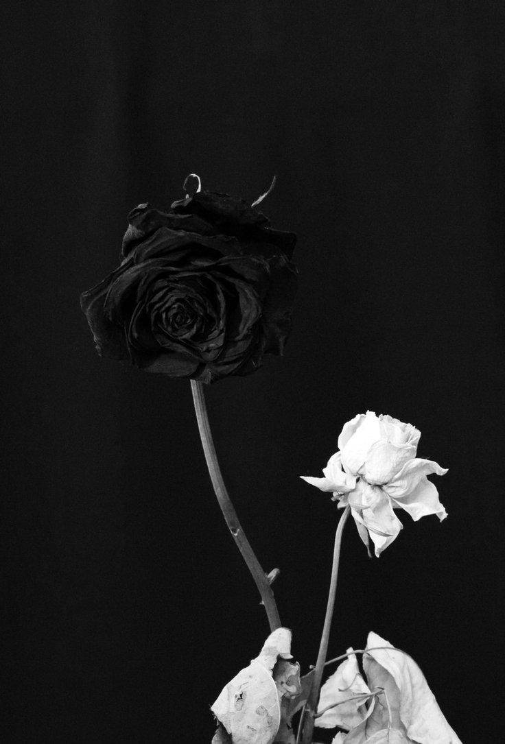 White And Black Rose iPhone Wallpaper