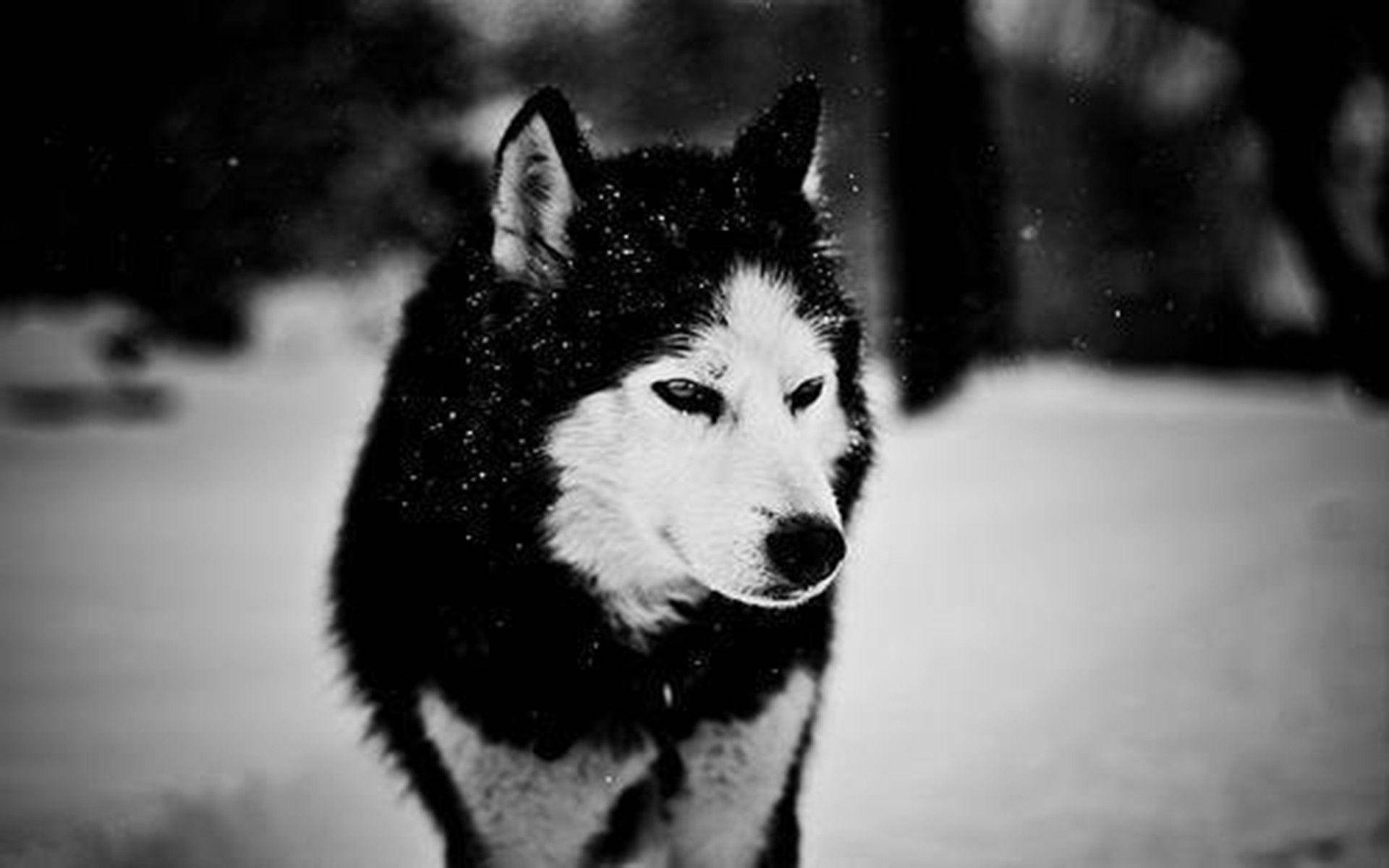 Weißerund Schwarzer Wolf Im Schnee Wallpaper