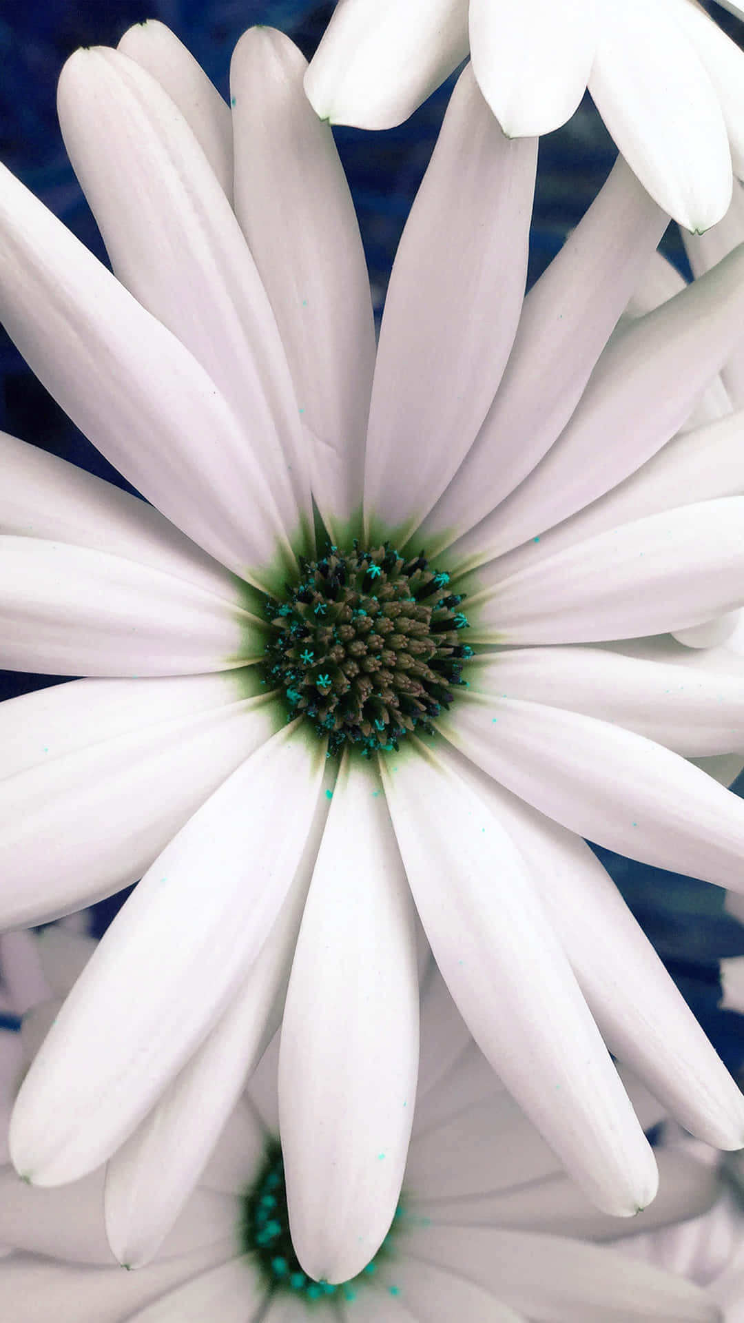 White And Blue Spring Daisy Iphone Wallpaper