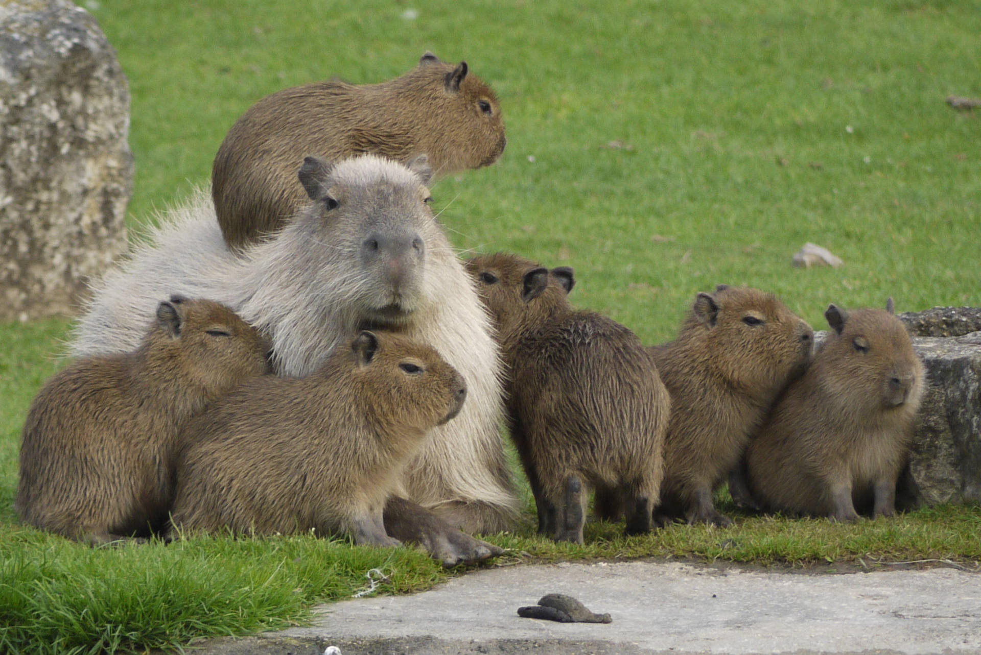 Hvid og brun capybara Wallpaper