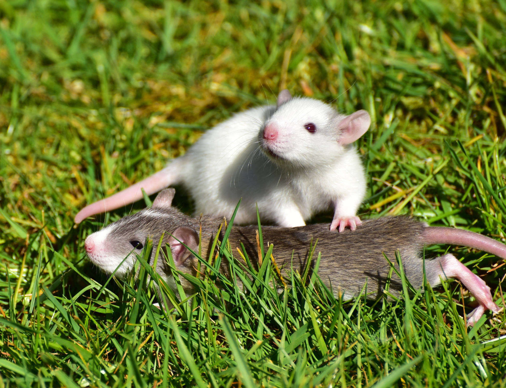 Hvid og brun rotte leger på græs Wallpaper
