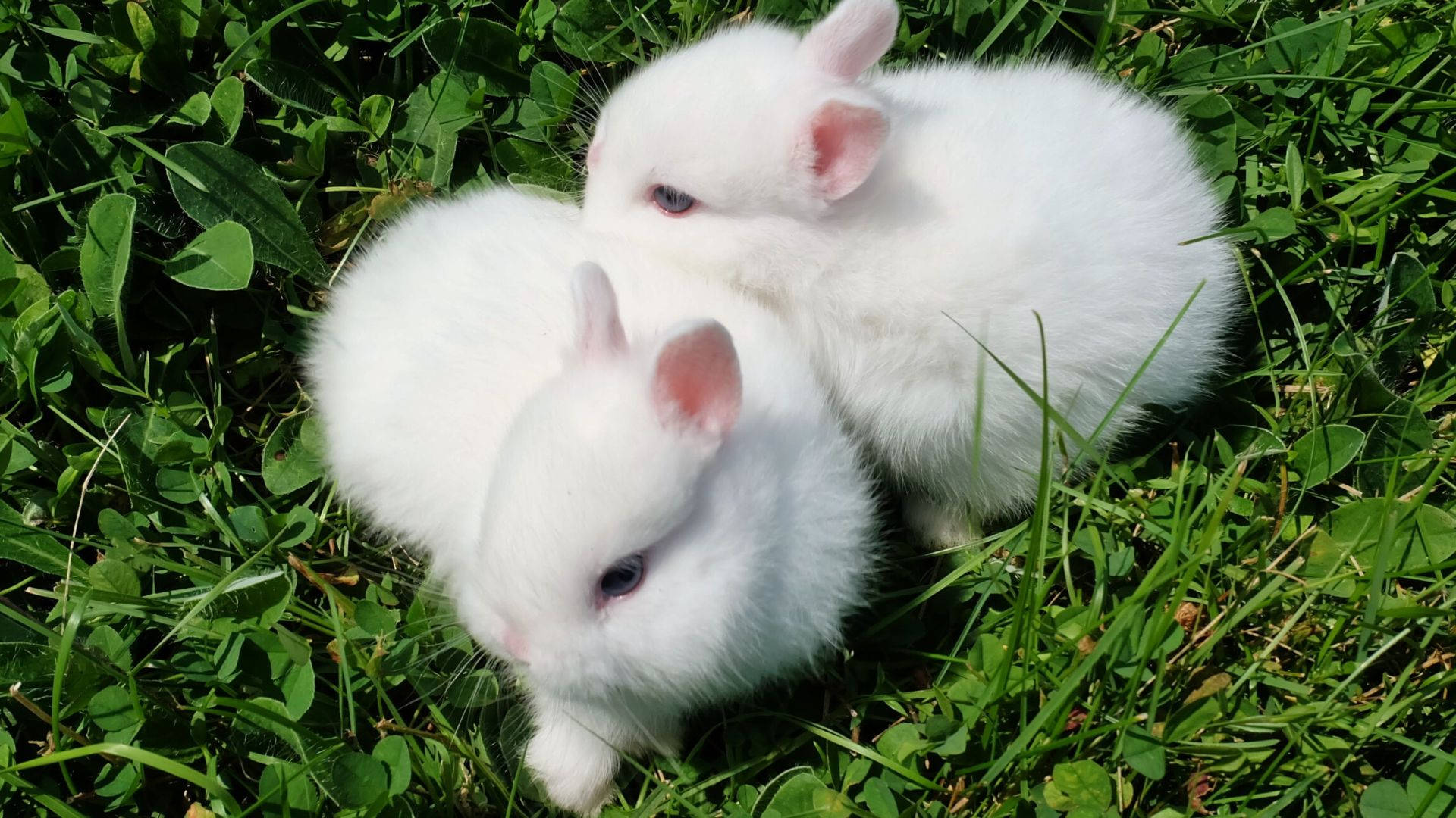 cute fluffy baby bunny