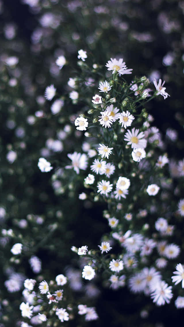 White And Green Spring Daisy iPhone Wallpaper