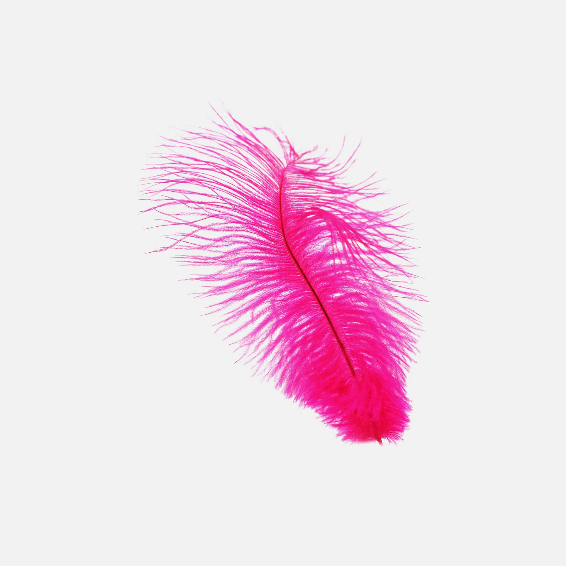 A Pink Feather On A White Background