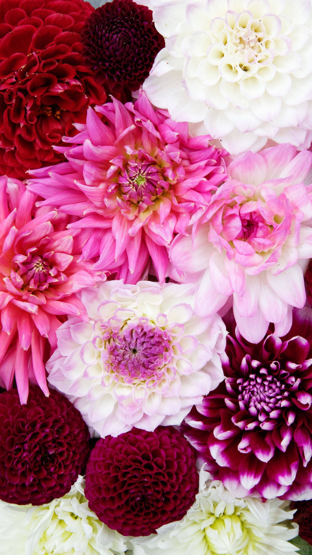 Weißeund Rosa Nelken Blumenmuster Für Das Iphone Wallpaper
