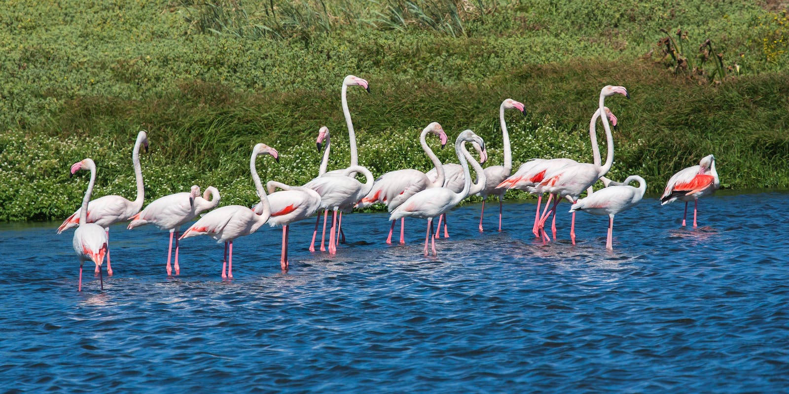 White And Pink Flamingos Beautiful Birds