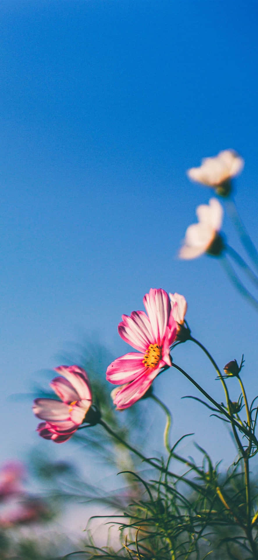 White and Pink Spring Daisy iPhone Wallpaper