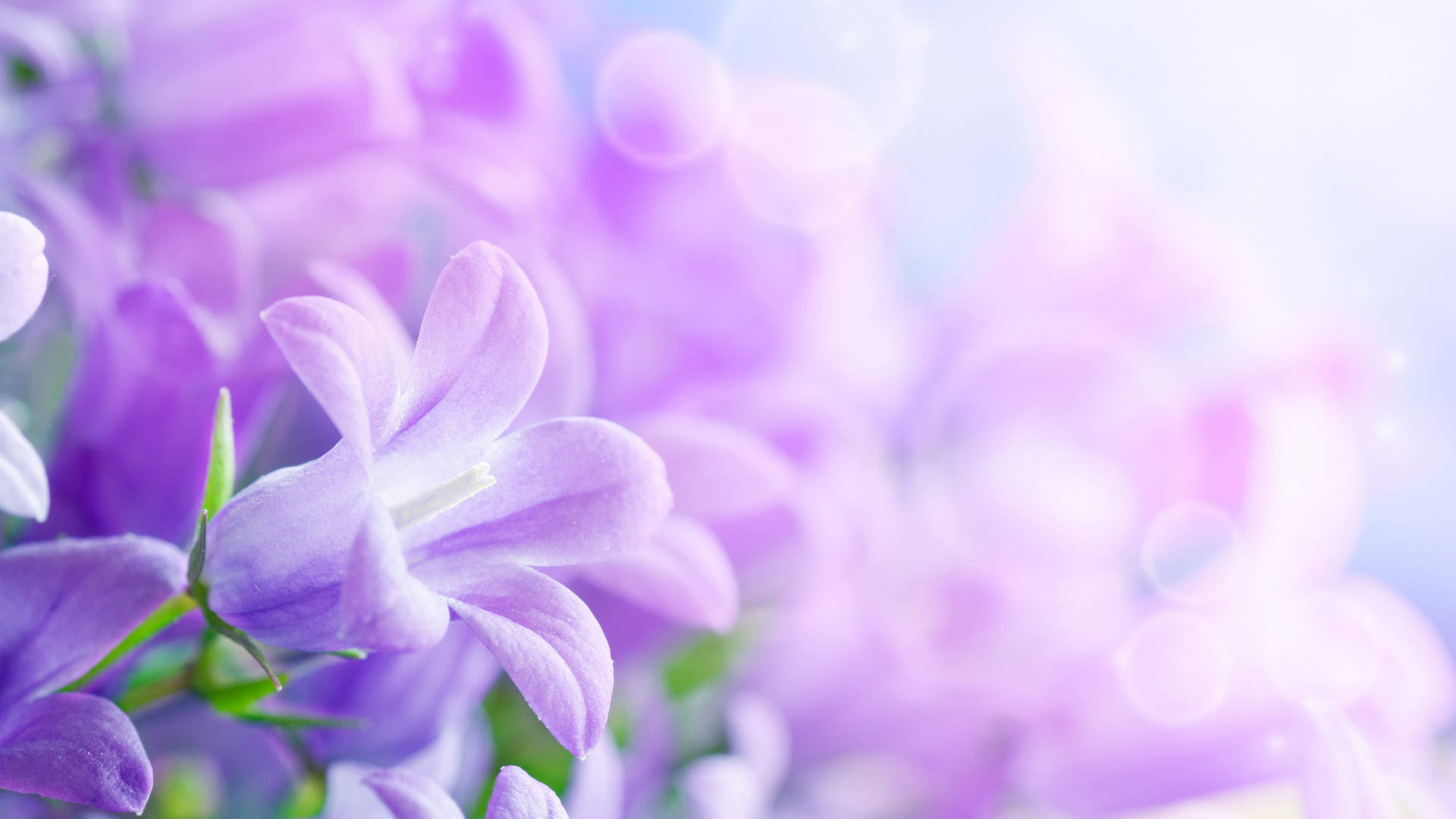 White And Purple Flower Facing Sun Wallpaper