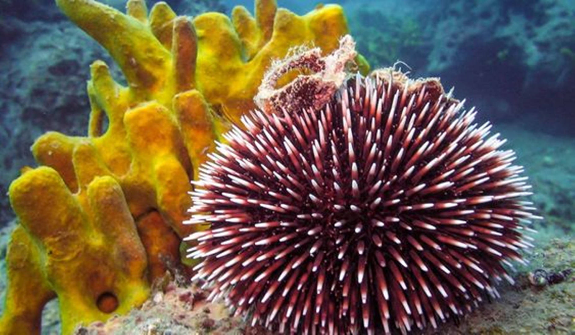 Stunning close-up shot of a white and red sea urchin amidst a coral sponge. Wallpaper