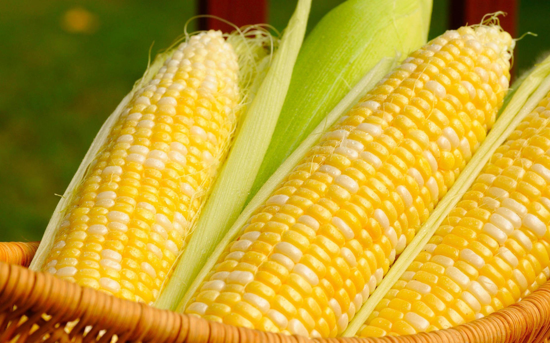 White And Yellow Corns In Basket Background