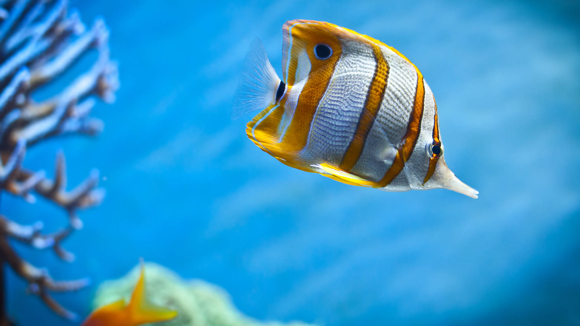 White And Yellow-striped Cool Fish