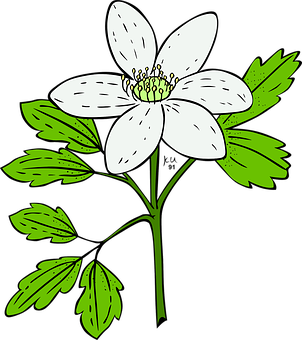 White Anemone Flower Illustration PNG