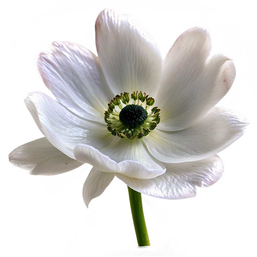 Download White Anemone Flower Png 65 | Wallpapers.com