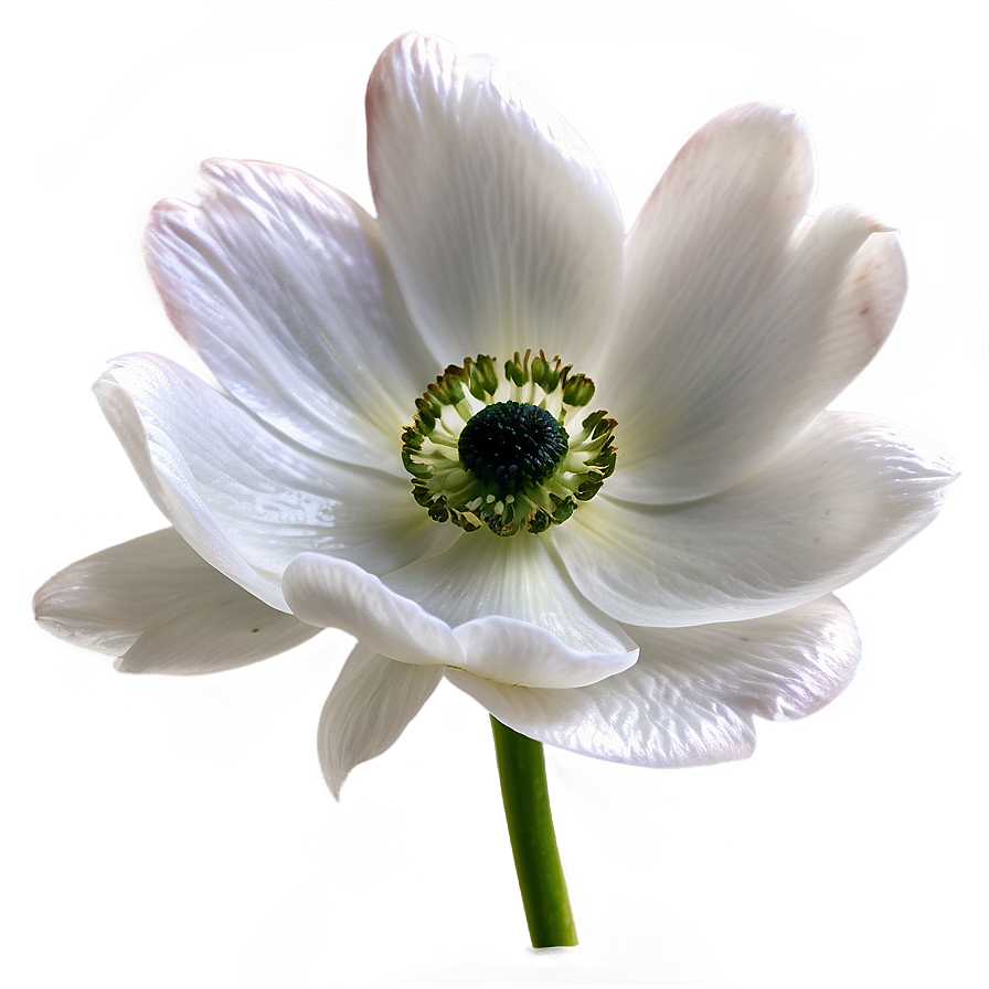 White Anemone Flower Png 65 PNG