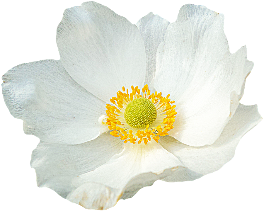 White Anemone Flower Transparent Background PNG