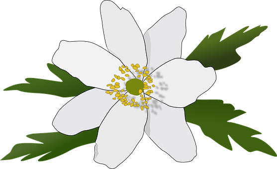 White Anemone Vector Illustration PNG