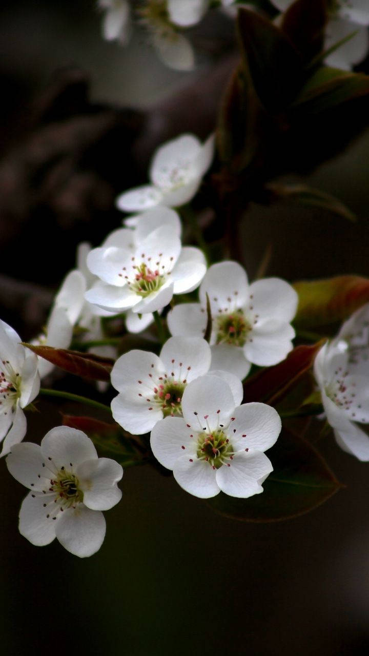 White Apple Blossom Apple Flower Wallpaper