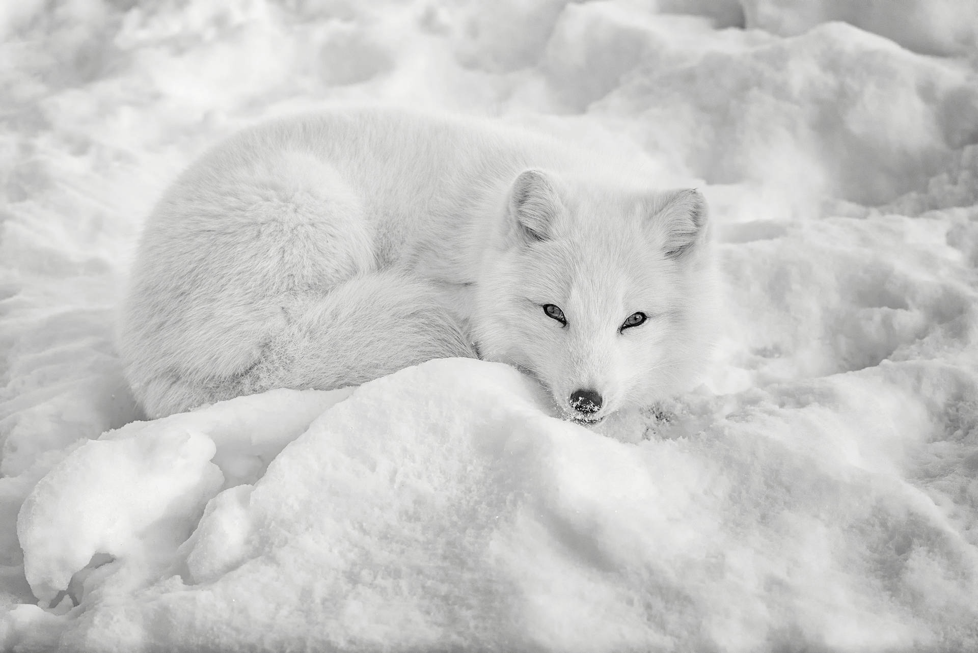 Weißerarktischer Fuchs Im Schnee. Wallpaper