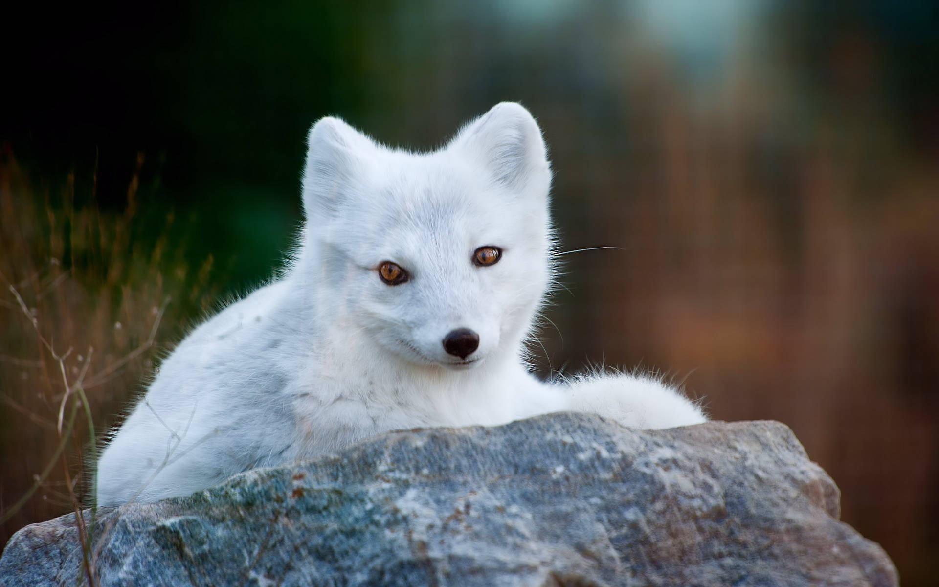 White Arctic Fox On Stone Wallpaper