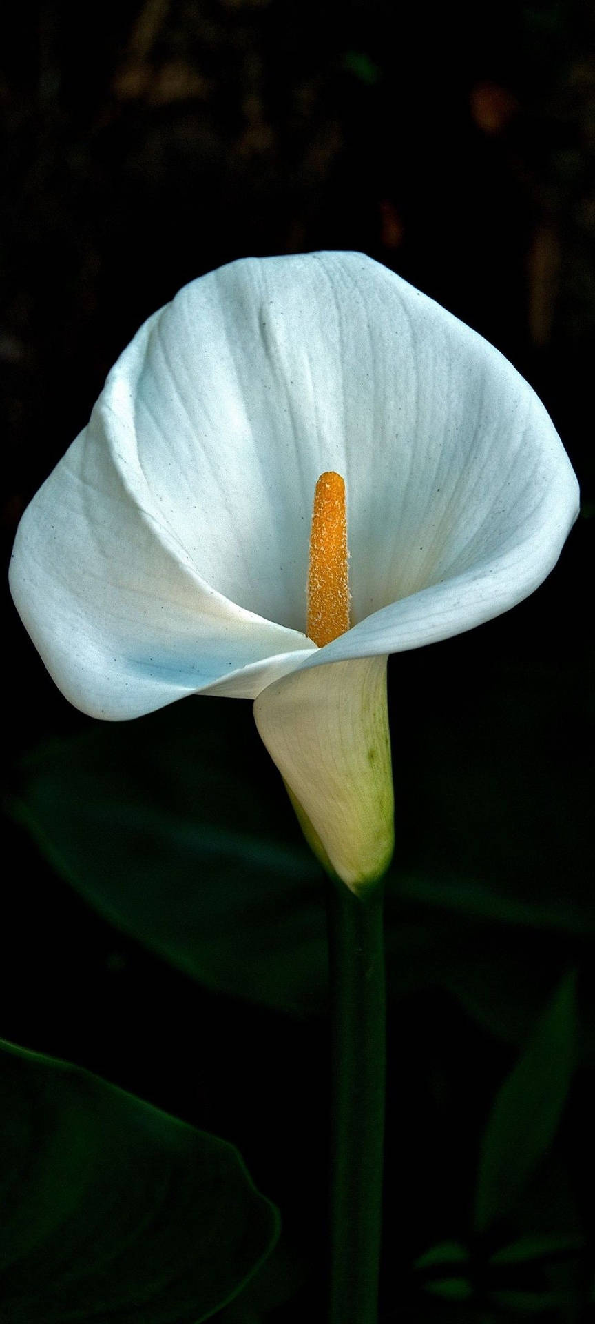White Arum-lily Dark Hd Fiori Sfondo