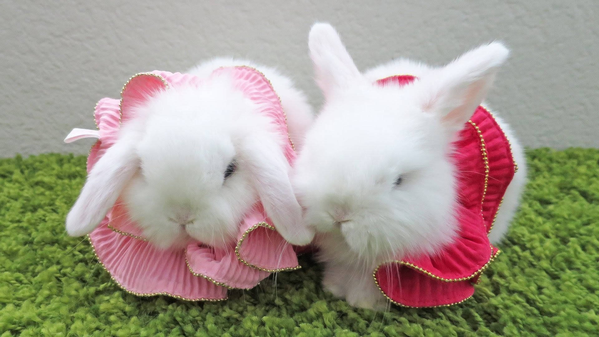White Baby Bunnies In Dresses Wallpaper