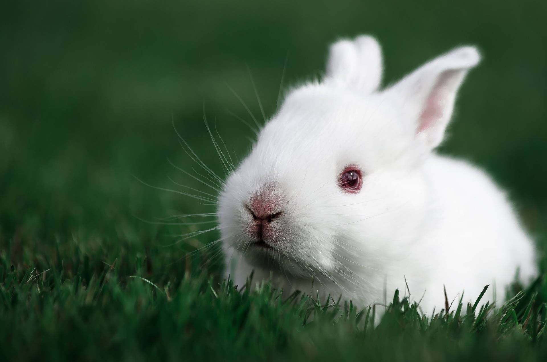 Hvid Baby kanin på græsset Wallpaper