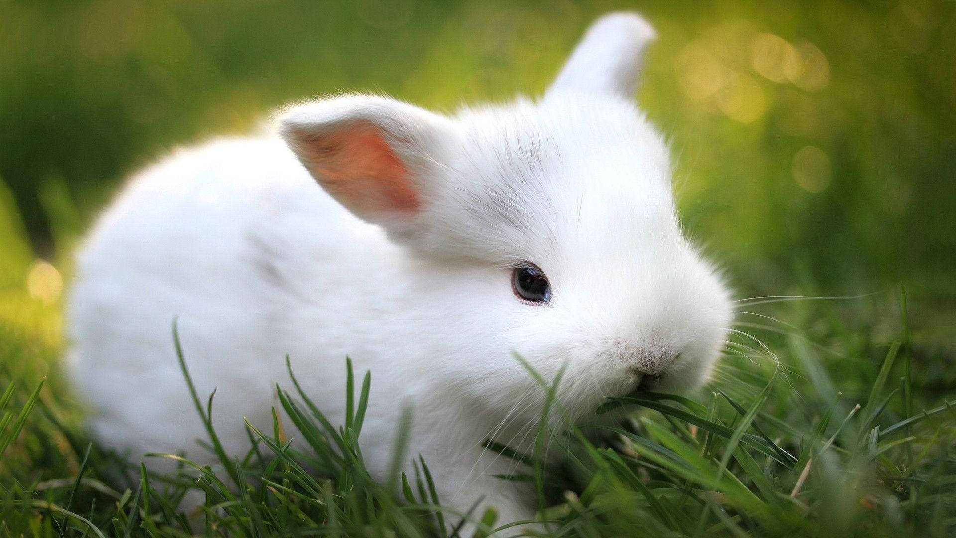 White Baby Bunny On The Grass Wallpaper