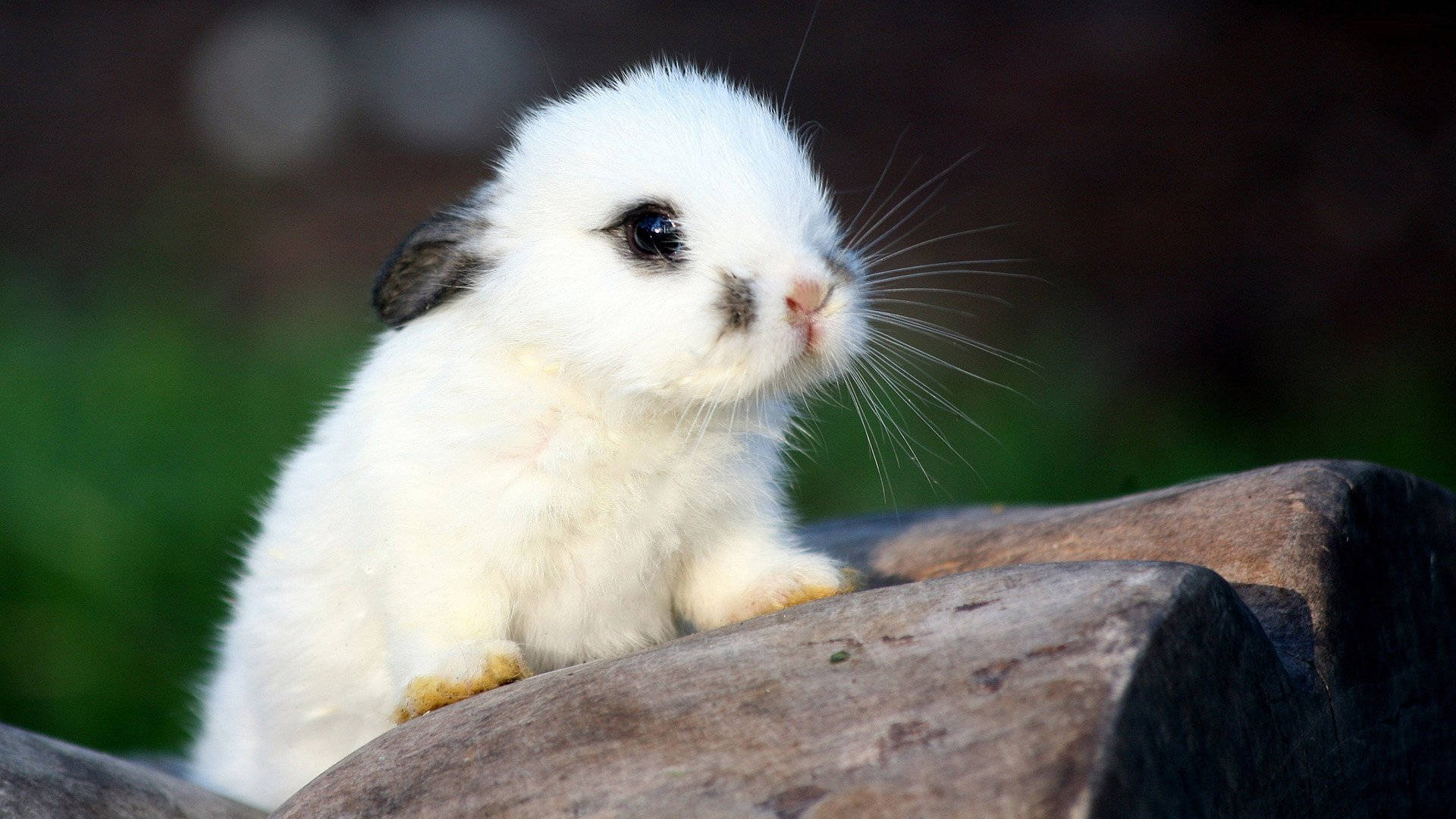Hvid Baby Kanin Med Små Sorte Ører Wallpaper