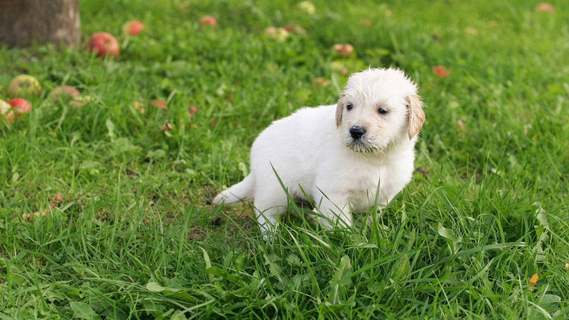 Hvid Baby Dog Labrador Går Ture Gennem Sneen Wallpaper