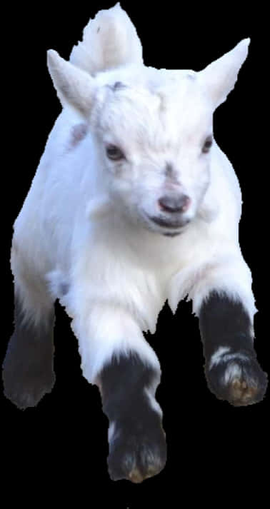 White Baby Goat Black Hooves PNG