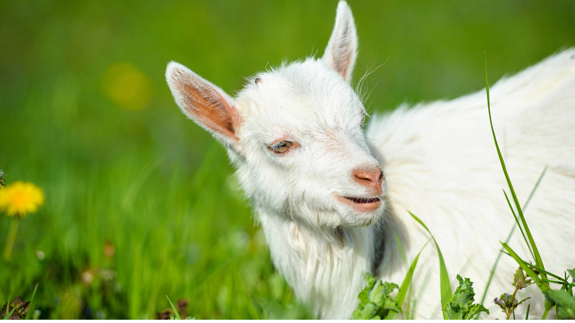 White Baby Goat In A Green Meadow Wallpaper