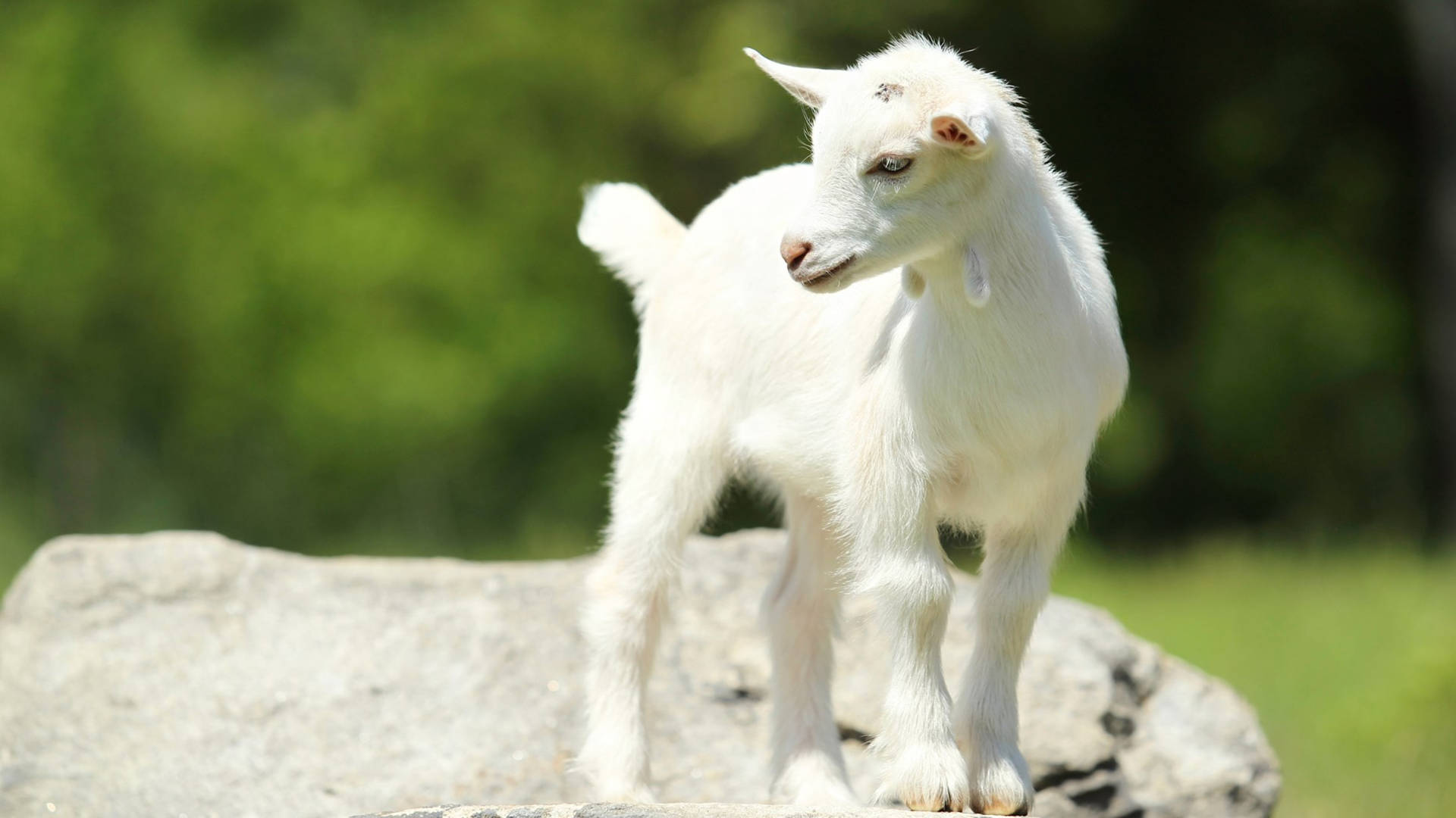 Caption: Adorable White Baby Goat Resting on a Large Grey Rock Wallpaper