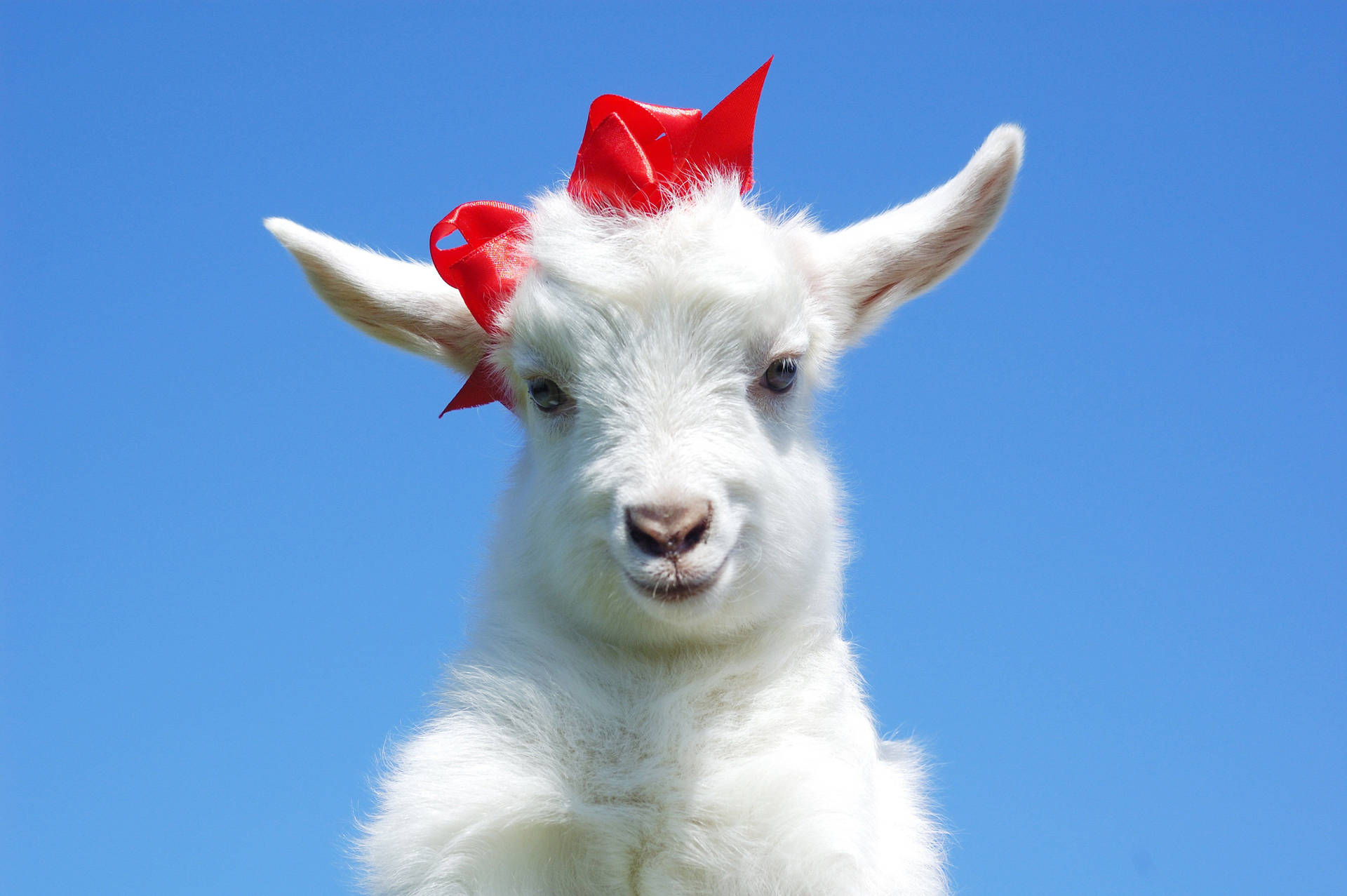 Adorable White Baby Goat Decorated with Red Ribbons Wallpaper