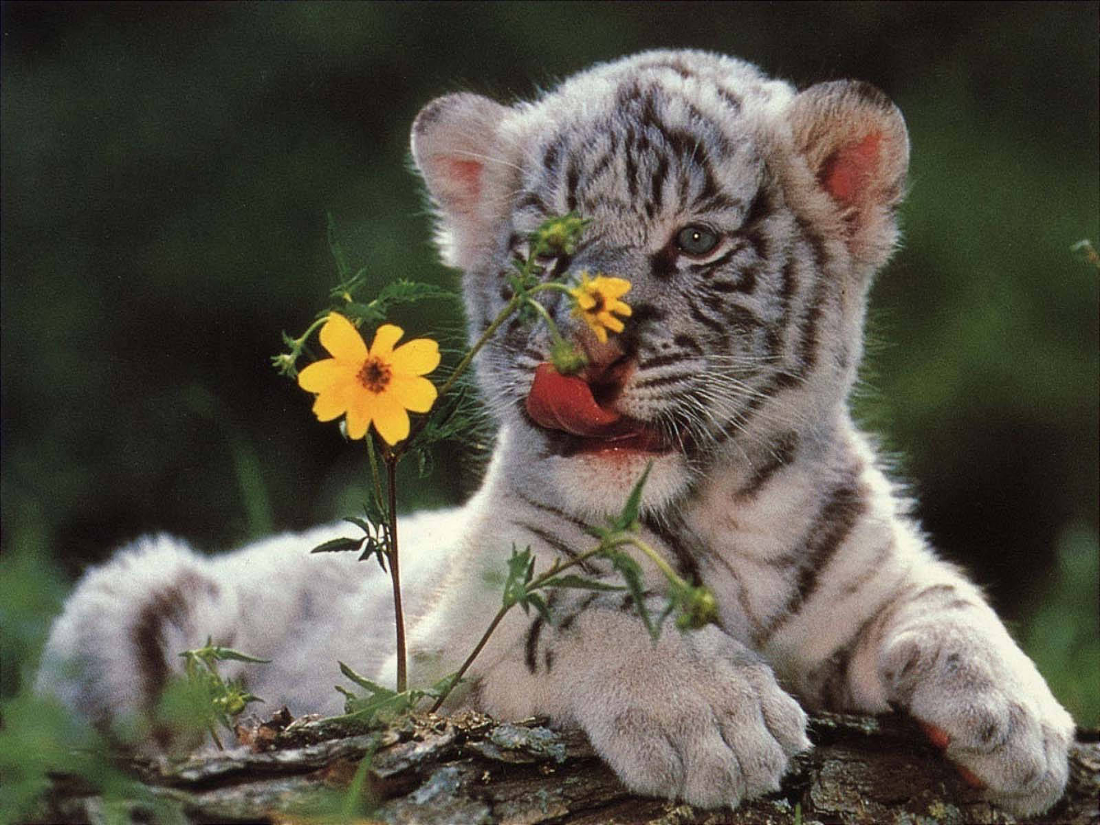 White Baby Tiger With Yellow Flower Wallpaper