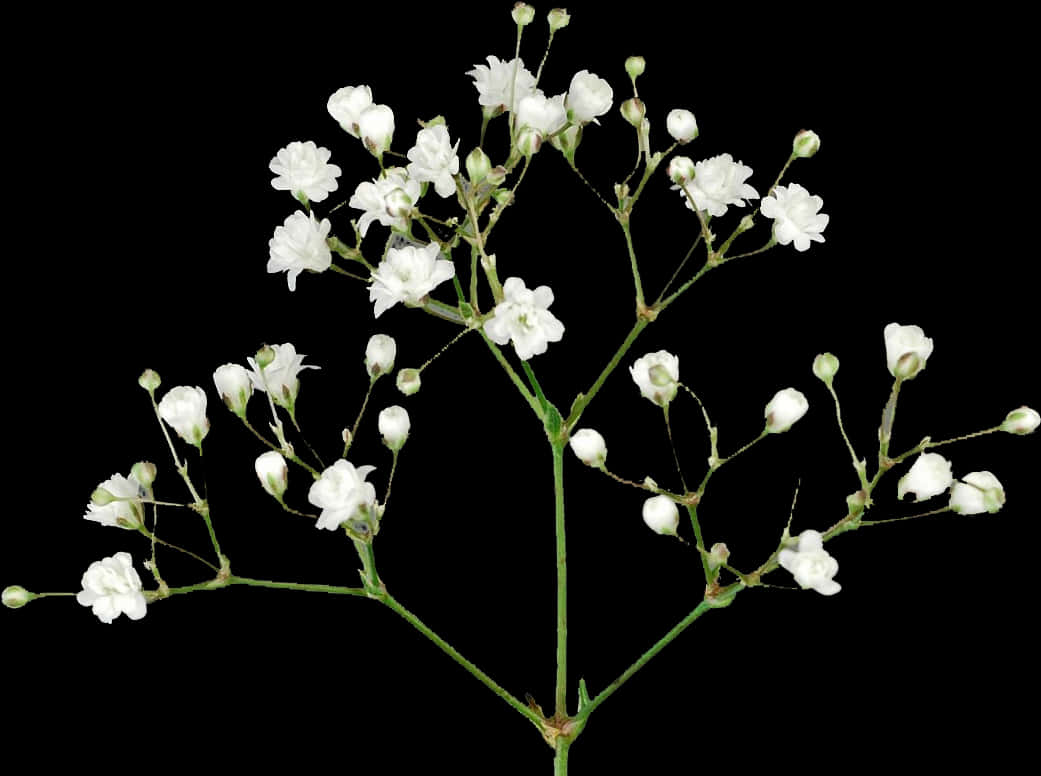 White Baby's Breath Flowers Black Background PNG