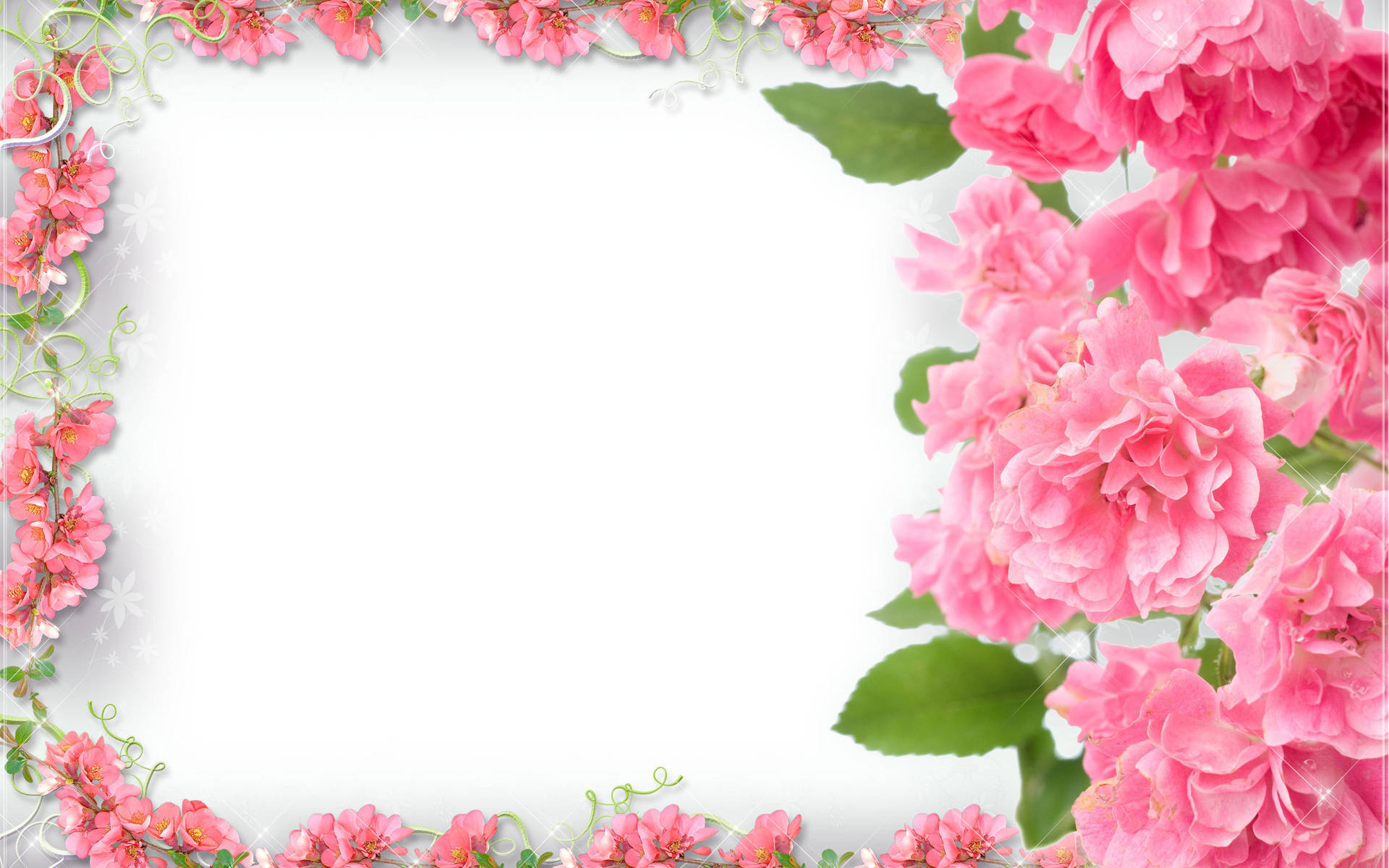 White Backdrop With Pink Flower Frame Picture