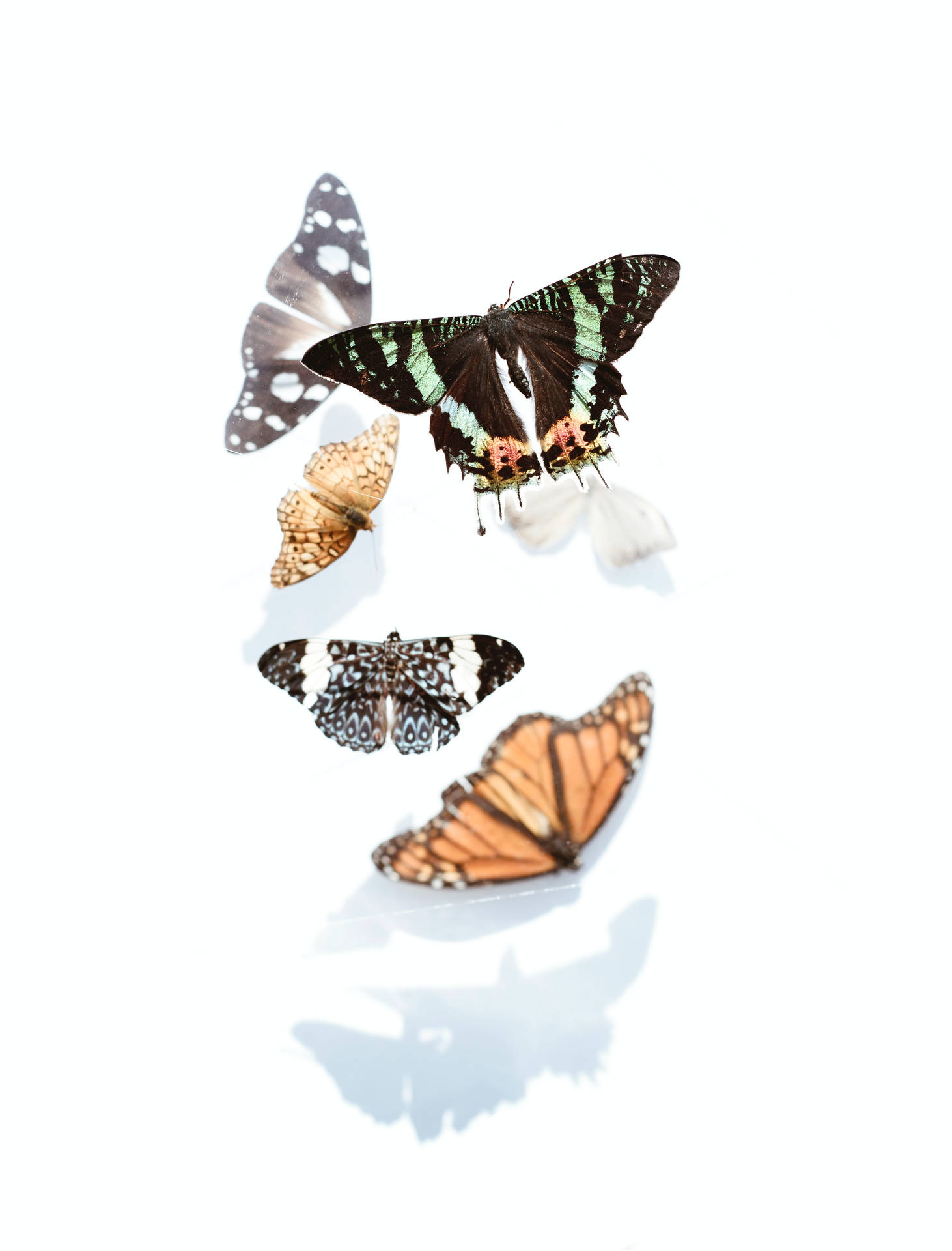 White Background With Butterflies