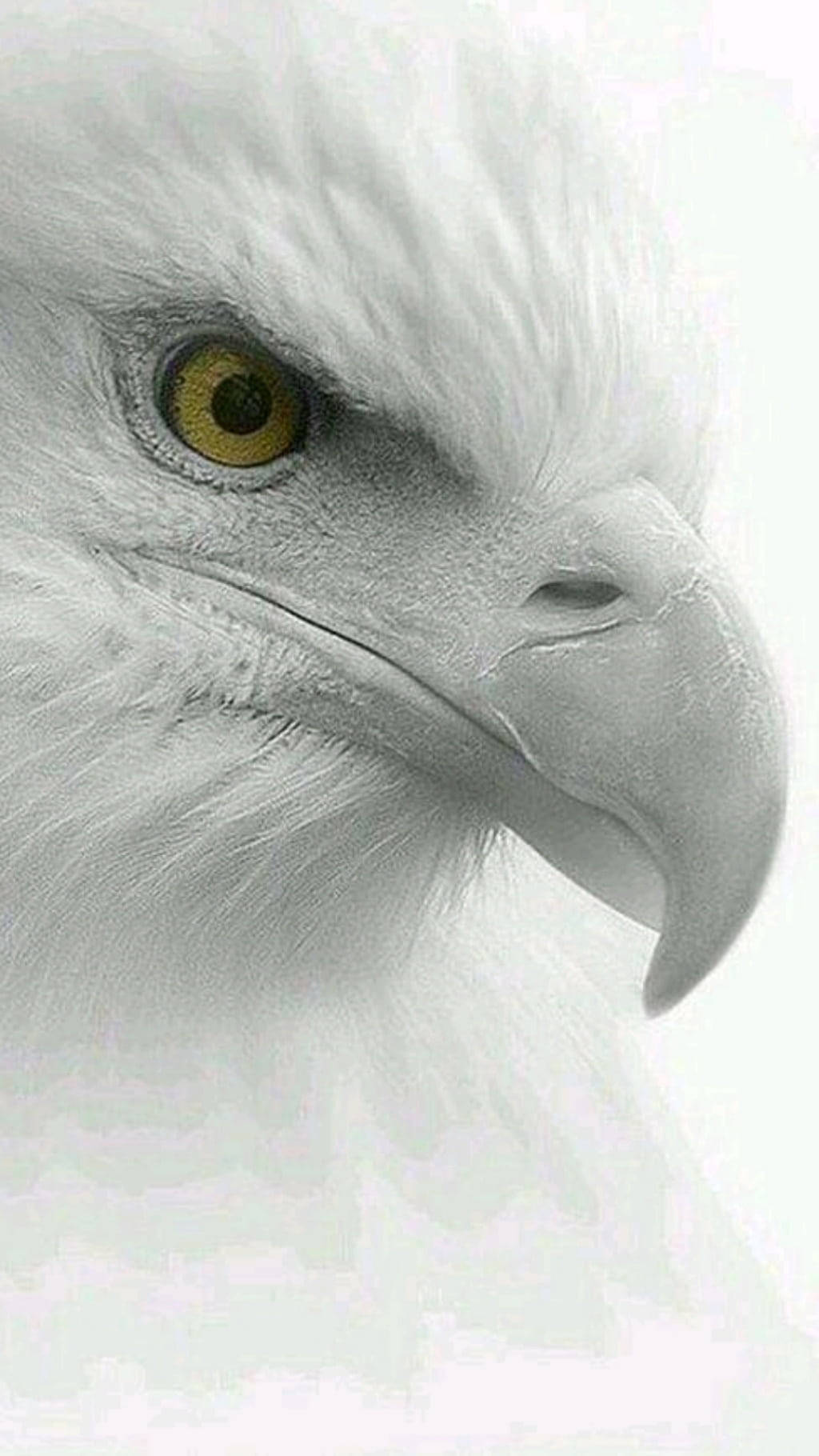 White Bald Eagle iPhone X Nature Wallpaper