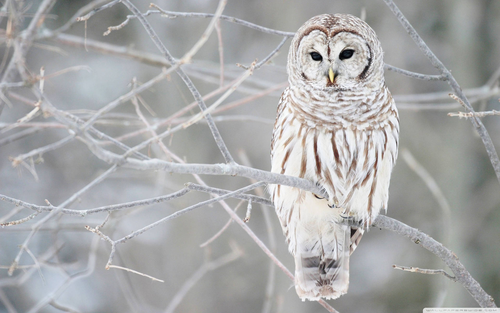 White Barred Owl Snowy Branches Wallpaper